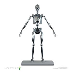 1/6 MOLECULE8 - STAINLESS STEEL MARK I ENDOSKELETON