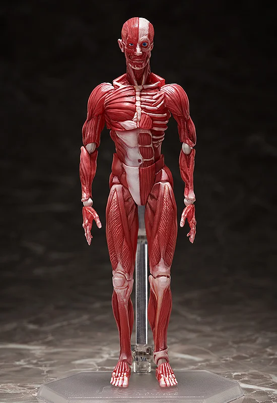 FIGMA - HUMAN ANATOMICAL MODEL
