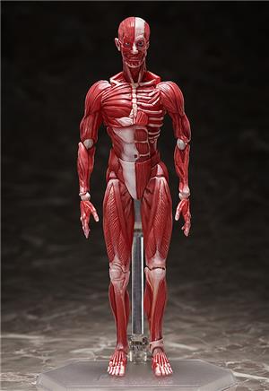 max-factory-figma-human-anatomical-model